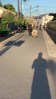日本にわずか2頭？ 希少犬種“コモンドール”の散歩風景に「本当に犬!?」「ジブリにいそうｗ！」「全力モフモフしたい！」