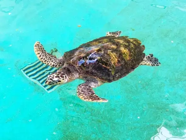 「亀って脱皮するんだ！」ウミガメの甲羅が“ぺりっ”とむける貴重な動画に驚き