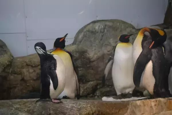 295.9gだった赤ちゃんペンギンが1年後…23.6kgに成長　「よよちゃん」1歳の誕生日