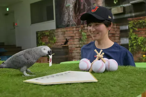 “WBC勝敗占い”前回大会全的中の大型インコ、今大会を予想　侍ジャパンの運命は？