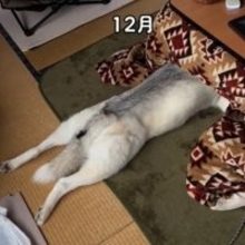 「もうシベリアには帰れない」 コタツ愛止まらず”コタツスキー”になったハスキーのナマケモノ行動