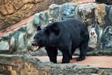 「「首痛そう…」ツキノワグマの寝方に反響　八木山動物公園が公開「脱ぎ捨てられた着ぐるみ」「赤ちゃんみたいな体勢カワイイ」」の画像1