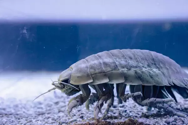 ダイオウグソクムシ、脱皮　鳥羽水族館が様子を公開　祝福寄せられる「32号の抜け殻、しっかりと厚いんですね」