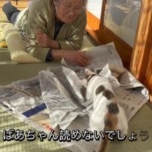 87歳おばあちゃんVS子猫の“新聞紙の攻防”　猫嫌いだった祖母を変えた存在「よきライバルであり親友」