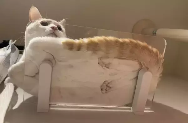 猫の“おててないない”の仕組み、知りたくない？ 下から覗いた奇跡の”ないない”写真に興奮続出「透けるピンクの肉球が最高」
