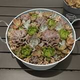 「「どう見ても牛丼」がまさかの花束に？　半年でまるで別の姿になった“多肉植物”に「LEGOみたい」「多肉植物って面白い」」の画像1