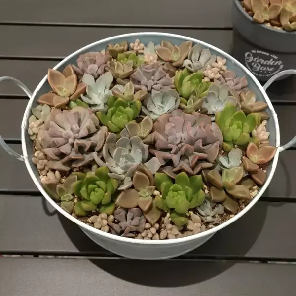 「どう見ても牛丼」がまさかの花束に？　半年でまるで別の姿になった“多肉植物”に「LEGOみたい」「多肉植物って面白い」