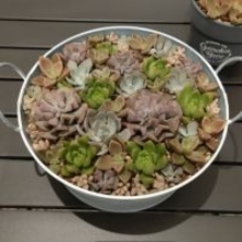 「どう見ても牛丼」がまさかの花束に？　半年でまるで別の姿になった“多肉植物”に「LEGOみたい」「多肉植物って面白い」