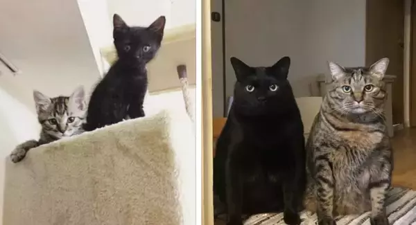 「ドスコイ！」という声が聞こえてくるよう…双子猫の圧倒的な貫禄、なぜ？ 　飼い主さんの悲哀「市販の被り物や着ぐるみにサイズが無い」