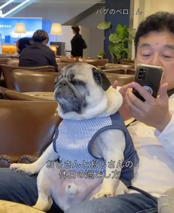 お父さんの膝でウトウト…くつろぐ愛犬・パグと飼い主の“激似ぶり”が話題「貫禄凄い」「漂う部長感」