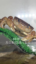 1匹のカニを飼って3年後…ありえない事態に123万再生「聖なる母カニ??」「肝っ玉カニちゃんになりそう」