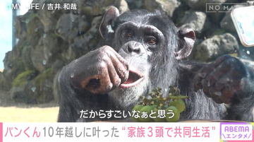“天才チンパンジー”パンくん、「野生化した」「凶暴化した」…ネット上の声に“育ての親”も困惑　現在は25歳に
