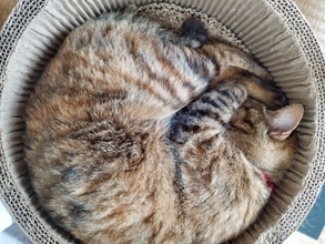 「ほぼネコ？ これはネコやわ」コーナンが紹介した“猫そっくりの毛布”に注目　「もふもふなで放題？」