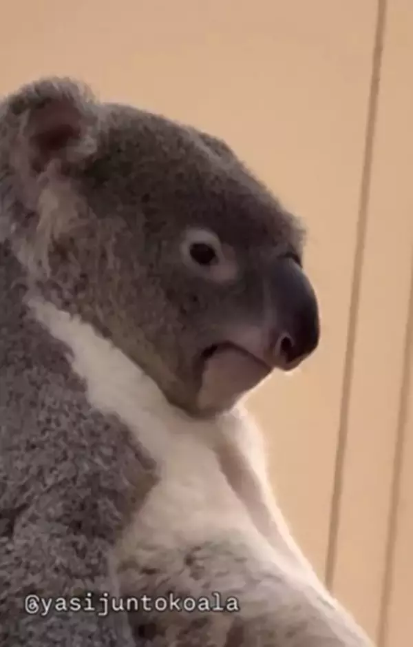 閉園5分前の動物園に現れる"小さいおじさん"？　哀愁漂いすぎのコアラ「3次会でそんな人いたわ」