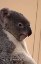 閉園5分前の動物園に現れる"小さいおじさん"？　哀愁漂いすぎのコアラ「3次会でそんな人いたわ」