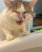 風呂に入る飼い主を心配？　ブチギレ顔で駆けつける猫に「愛ですね」「守ろうとしてくれてるのね」