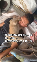 「どうか寝させてやってくれ…」早朝5時に首元スリスリ、ポメラニアンのおはよう攻撃に「愛で溺れそう」