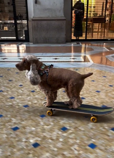 「ま、まさか捕まる…？」スケボー犬・コーダが、イタリアで警察に止められた驚愕の理由