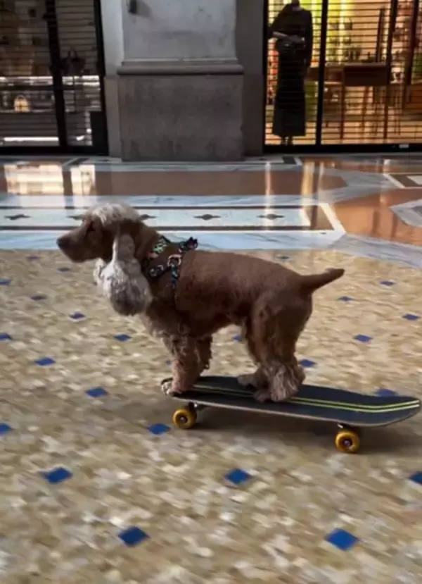 「ま、まさか捕まる…？」スケボー犬・コーダが、イタリアで警察に止められた驚愕の理由