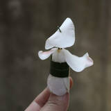 「落ちたツバキが“阿波踊り”の踊り手に変身、「花びらが笠のように見えた」「躍動感がある」と驚きの反応」の画像1