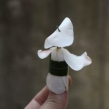 落ちたツバキが“阿波踊り”の踊り手に変身、「花びらが笠のように見えた」「躍動感がある」と驚きの反応