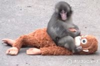 子ザルのパンチくん「（池に）落とされたのでは？」指摘受け市川動植物園が報告　「『落とした』と思われる個体を特定し必要な措置」