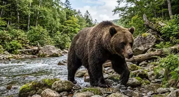 「日本最大のクマ、エゾヒグマが立っていたときの映像です」札幌市円山動物園が動画公開　巨体が立ち上がって窓にツメを…