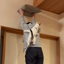 クッションを掲げたら…人間はみんな“ニャン脚立”に「スパイダーにゃん」「猫様のためには踏み台にでもなります」