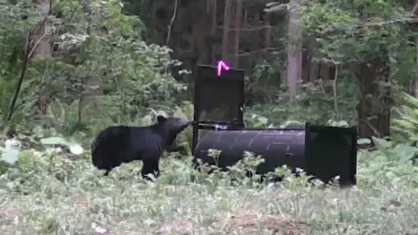 クマの行動追跡→研究者も驚くような行動をとっていた　NHKスペシャル「独自調査」“クマ異常事態”の真相に迫る