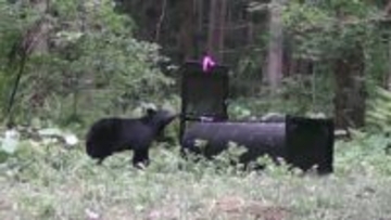 クマの行動追跡→研究者も驚くような行動をとっていた　NHKスペシャル「独自調査」“クマ異常事態”の真相に迫る