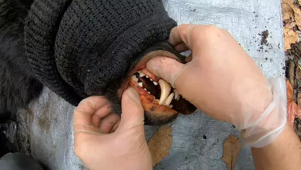 クマと人間の暮らすエリアが重なる国内屈指のリゾート地→徹底した取り組みで“被害ゼロ”に　今夜『ガイアの夜明け』