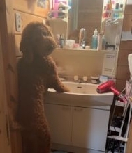 僕イケてる？　洗面台で身だしなみチェックをする“スタンドアッププードル”に「中に人間入ってるかと思った」「スキンウォーカーじゃん」