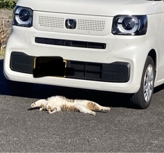 車の前で倒れる猫にヒヤリ…直後のまさかの行動に4.4万いいね、常連客が語る真相
