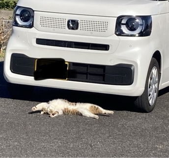 車の前で倒れる猫にヒヤリ…直後のまさかの行動に4.4万いいね、常連客が語る真相