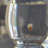 「100均のコップの中をスイスイ泳ぐ生き物… 思わず二度見の正体に「クラゲって飼えるの？」「コップで飼育!?」」の画像1