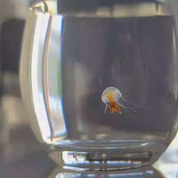 100均のコップの中をスイスイ泳ぐ生き物… 思わず二度見の正体に「クラゲって飼えるの？」「コップで飼育!?」