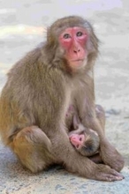 今年の“高崎山第1号”赤ちゃんザルの名前「ミラノ」に決定