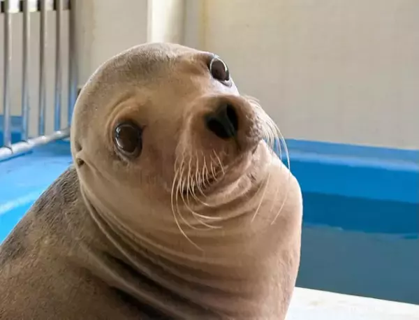 「若くはないだけです！」22歳を迎えた鳥羽水族館のアシカ、衰え知らずの身体能力を発揮