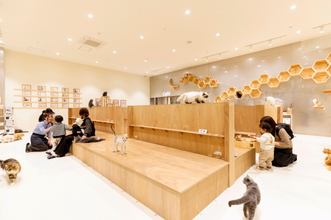 イオンモール熊本の猫カフェ「MOFF」、イオンモール熊本から救出された猫25頭、広島店舗に到着　現在の様子を報告【令和8年熊本地震】