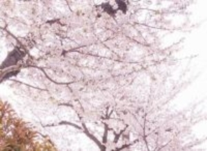 坂道グループ、大学卒業・入学“ご報告”続々　京大・早稲田・慶應・立教…大学名公表も話題【主な一覧】