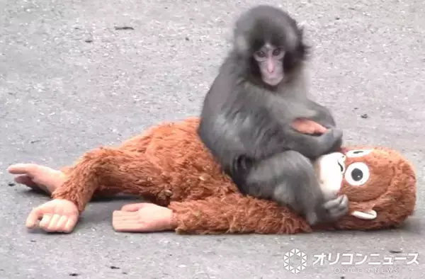 世界で人気・子ザルのパンチくん、サル山が観覧不可に　市川市動植物園が9月の観覧制限期間を発表【詳細あり】