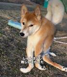 「治すこともできない…四肢麻痺を抱えながら全力で生きる柴犬の姿に76万回再生「大切にされているのが伝わってきます」「愛そのものです」」の画像1
