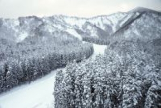 【ミラノ・コルティナ五輪】クロスカントリーで「犬」が“ゴール”「記録は不明です」　SNS反響「グッズ化してほしい」「イッヌフィニッシュw」