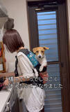 「抱っこ紐で背負われているのは…14年前の愛用品で子育てならぬ"犬育て”「子どもが小さいころを思い出しました」」の画像1