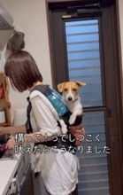 抱っこ紐で背負われているのは…14年前の愛用品で子育てならぬ"犬育て”「子どもが小さいころを思い出しました」