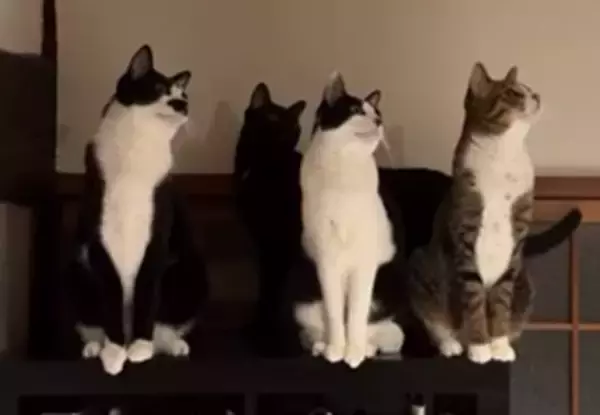 これは「ウニャーン合唱団！」 猫たちの深夜の大合唱に反響、シンクロぶりに「みんな並んでかわいい」
