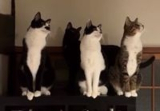 これは「ウニャーン合唱団！」 猫たちの深夜の大合唱に反響、シンクロぶりに「みんな並んでかわいい」