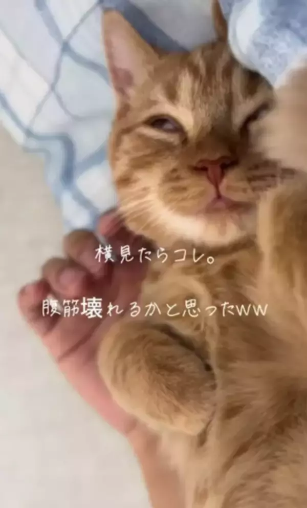 ベッドで横になった飼い主さんが隣を見ると…猫の寝顔に腹筋崩壊「表情筋も壊れちゃう笑」「奇跡の瞬間」