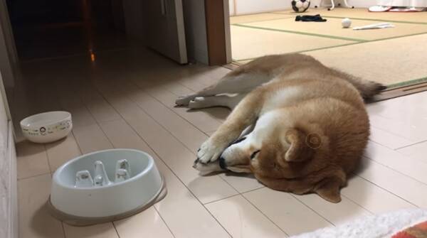 早食い を猛烈に後悔する柴犬 露骨なアピールがかわいい これは 分かってやってますね 笑 21年4月11日 エキサイトニュース