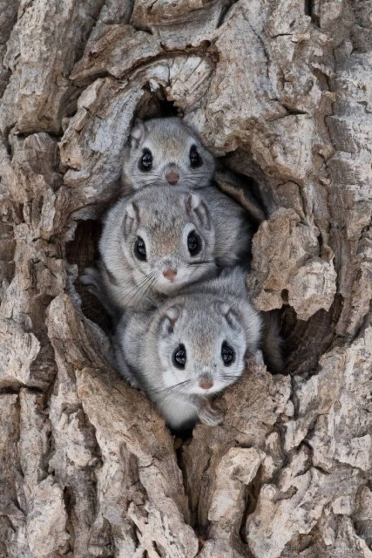 看護師勤務の傍ら北海道の野生動物の命と向き合う写真家 半田菜摘の写真展開催 21年6月8日 エキサイトニュース